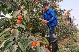晋南的火葫芦柿子熟了，雇工摘一天可挣百元，但依然难以雇到图片