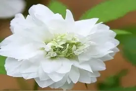 知道荼蘼花吗，这五首诗告诉你不一样的精彩图片