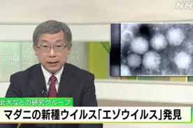 日本发现了一种可传染的新病毒“Yezo病毒”，北海道已有多人感染图片