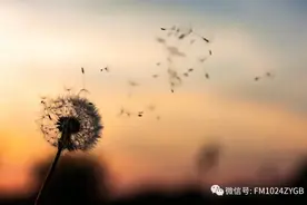 《书香长安》经典诵读——《蒲公英》图片