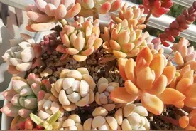 越拼越上头，多肉拼盘成长记，每个阶段都有它们的美图片
