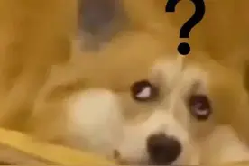 一些超可爱的动图表情包图片