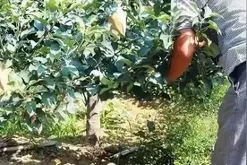 果树如何拉枝？果树拉枝时间、角度的辨析图片