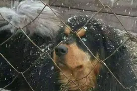 蒙古獒犬（当地叫：大耳朵笨、草地笨、大笨狗）图片