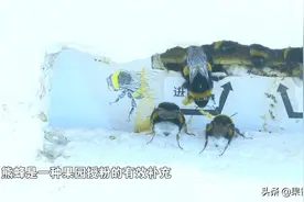 来自授粉界的精英—地熊蜂图片