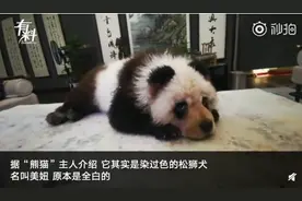 四川乐山街头遛熊猫真相：其实是染过色的松狮犬图片