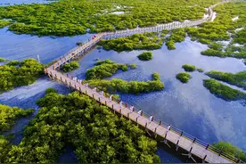重磅！“冬游金海湾红树林”免门票惠民活动图片