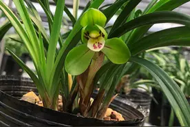 硫酸亚铁、多菌灵不是万能"灵药"！用对了，花草植物才受益图片