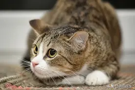 猫到底能不能遛？？？图片