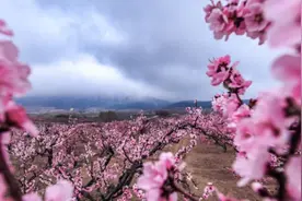 【初见威海 春暖花开】万亩桃园，诗情画意图片