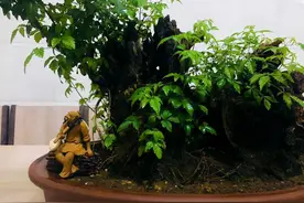 农村这种树，以前嫌丑，现在是热门盆景素材，老桩随便找，有韵味图片