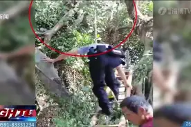 嫌门口大树太茂盛，大爷爬树修剪，尴尬的事发生了……图片