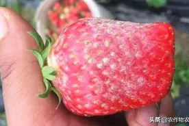 早春大棚草莓怎么管理，才能少生病，多产果子？图片