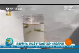 江苏发现仙女虾，它们2亿年前就已存在图片