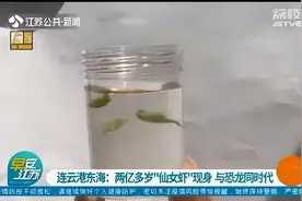 江苏发现仙女虾，它们2亿年前就已存在图片