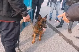 河南：460元，大爷抢下德牧，大爷：只当送我了，给它活命的机会图片
