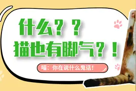 “万万没想到，我的脚气还会传染给猫？”图片