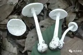 回忆小时候采摘野生菌往事，浅谈无毒野生菌和有毒野生菌的差别图片