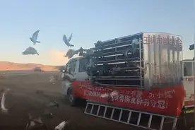 壮美的高原赛鸽 飞出的顽强力量图片