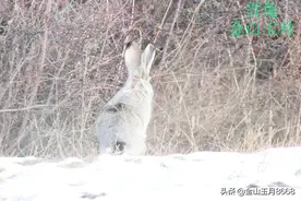 雪地上的精灵雪兔图片