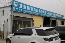广西第一个发生非洲猪瘟疫情的北海市猪场运用发酵中草药成功复养图片