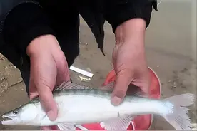 黄河钓出新鱼种：食性凶猛易上钩，网友却担心会泛滥？图片
