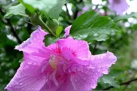 滴滴答答，又下雨啦！图片