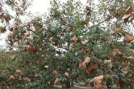 每年花费上百亿，苹果套袋美了外观，坑惨果农，今后该如何应对？图片