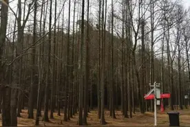 了不起！杭州发现3亿年前活化石！规模之大，全国罕见图片
