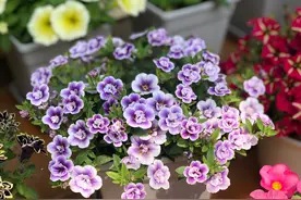 阳台养一种花，四季都有花看，花型似玫瑰，花量丰沛，养护也不难图片