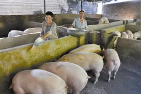 猪总是不吃食，不长膘怎么办？巧用茶叶来解决问题图片