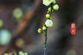 枫丹:衡水湖养正梅园花正开图片