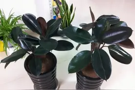 养好橡皮树，要注意这4点，新芽呼呼窜、枝干能有“手臂粗”图片