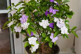 室内盆栽“新宠”—鸳鸯茉莉，树姿优雅，一树多色花，花香飘满屋图片