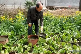 农村用粪水浇种的蔬菜不敢吃？了解用粪水种菜，可能存在几种偏见图片