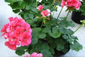 4种驱蚊“盆栽”，养1盆放家里，蚊子不见了，好养、芳香又漂亮图片