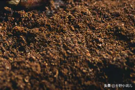 映山红的养殖方法？牢记5点，养好映山红不再难图片