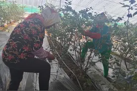 果还没熟，丹东这个地儿的大地蓝莓已被预订收购图片