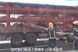 高速路上现“奇闻”！12名消防员给生猪“洗澡”是为何？图片