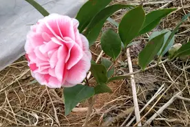 一块钱免邮入手了一棵茶花牙签苗，细细的苗怎么养，看来很可怜图片