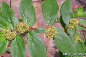 农村不起眼的大飞扬草，利湿止痒大有用处图片