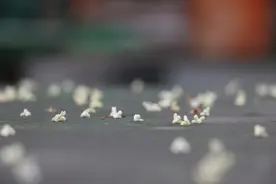 散文：笑对沧桑，不负韶华图片