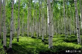 农田不准栽树了，已经栽了树的农田怎么办？会被罚款吗？图片