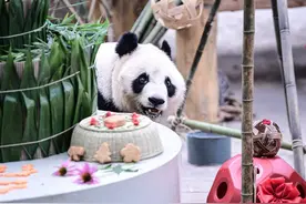熊猫冰华七岁了：“亲爱的爸爸妈妈，我在沈阳挺好哒！”图片