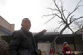 山西农村百年老树下，每年天降2车干柴，有人培土无人烧柴图片