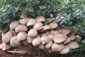 相亲相爱一家人！建水蓝莓和野生菌成孪生兄弟图片