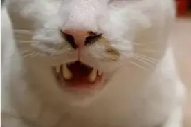 牛奶猫也有颜值下限？当然有，有趣的花色全凭运气图片