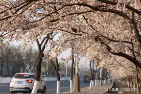 淄博这条“樱花大道”，随手一拍都是大片。图片