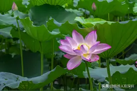 实拍深圳洪湖公园，作为一个网红生态公园，是休闲娱乐的最佳去处图片