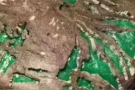 老坑莫湾基翡翠原石，开窗后居然是养眼的冰阳绿戒面级别！棒呆啦图片